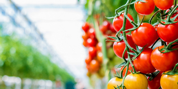 Omni Packaging Enhances Sa Tomato's Seedling Production With The Perfect Pallet Wrapping Solution