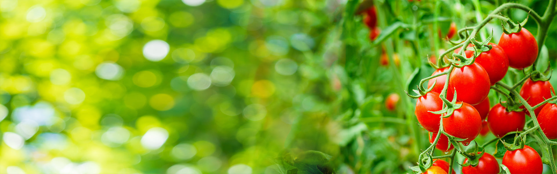 slider image slider_item_RaQeYX